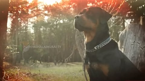 ராட் வைலர்