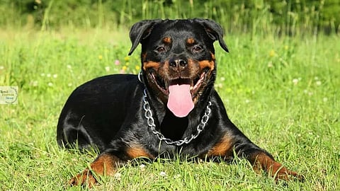 ROTTWEILER