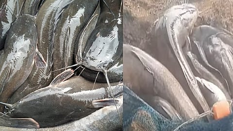 ஆப்பிரிக்கன் கெளுத்தி மீன்கள்