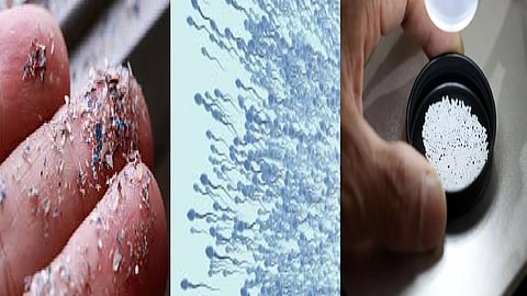 மனித விந்தணுக்கள்