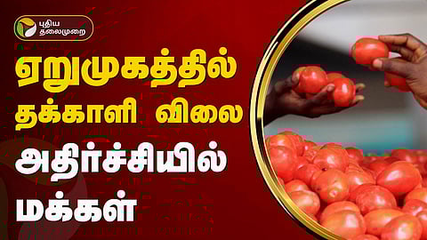 தக்காளி