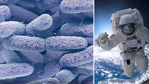 சர்வதேச விண்வெளி மையத்தில் கண்டுபிடிக்கப்பட்ட Enterobacter bugandensis பாக்டீரியா