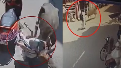 பெண்ணைத் தாக்கும் மாடு