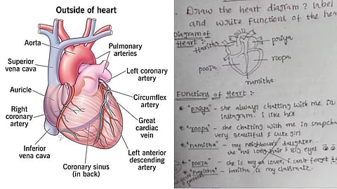 heart diagram viral