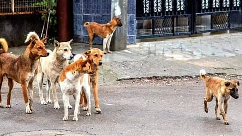 தெருநாய்கள்