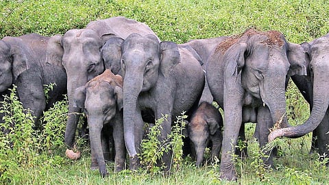 யானைகள்