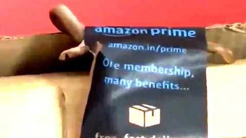 பார்சலில் வந்த பாம்பு