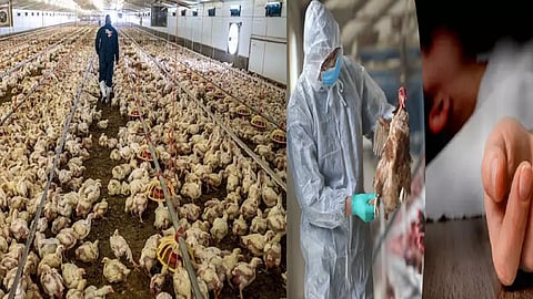 பறவை காய்ச்சல்