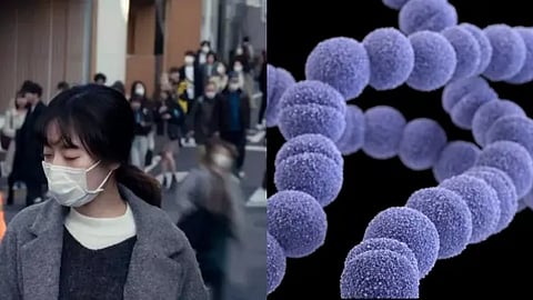 பாக்டீரியா