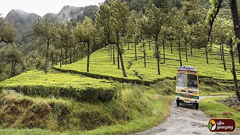 மாஞ்சோலை