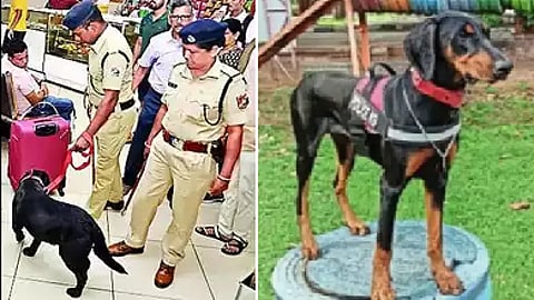 துங்கா மோப்ப நாய்