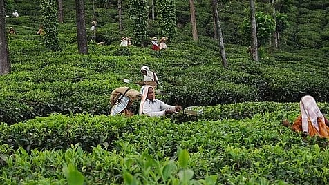 மாஞ்சோலை தேயிலை தொழிலாளர்கள்