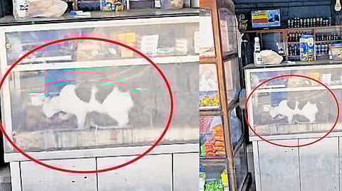 ஹோட்டல் கண்ணாடி அலமாறியில் சாப்பிட்டுக்கொண்டிருந்த பூனை