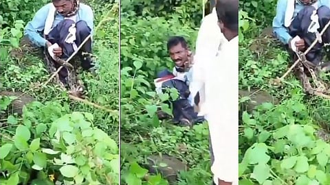 மலைப்பாம்பு