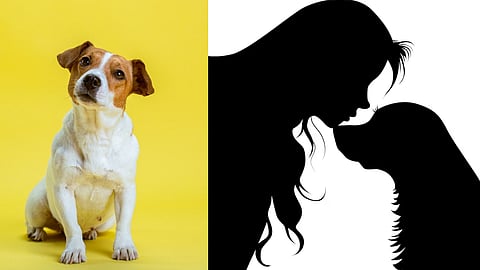 வளர்ப்பு நாய்