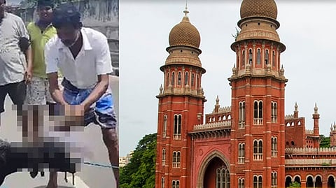 Goat, Madras high court