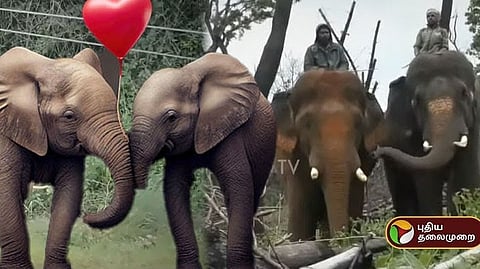 கும்கி யானைகள்