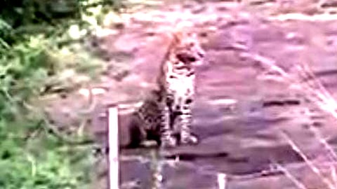 சிறுத்தை