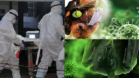 பா வைரஸ்