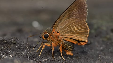 பட்டாம்பூச்சி