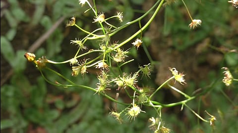 DROSERA PELTETA - பூச்சி உன்னி தாவரம்