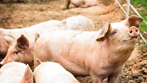 பன்றிகள்