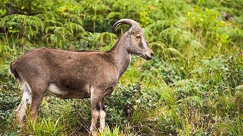 nilgiri tahr