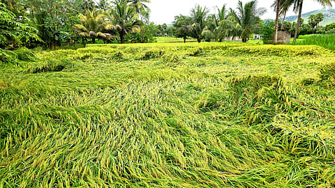 அறுவடைக்கு தயாராக இருந்த நெற்பயிர்கள் சேதம்