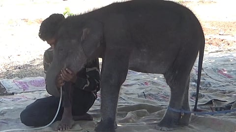 தெப்பக்காடு முகாமில் குட்டி யானை பாரமரிக்கப்பட்ட காட்சி