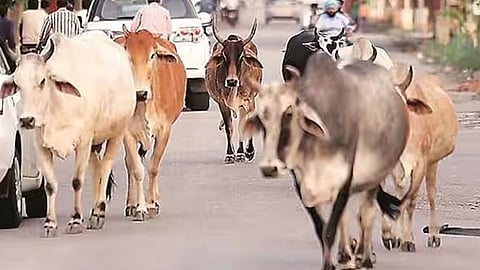 பசு மாடுகள்