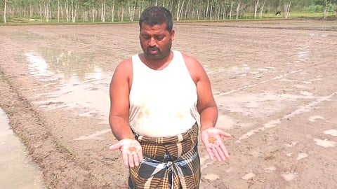 முளைக்காத விதை நெல் - விவசாயிகள் வேதனை