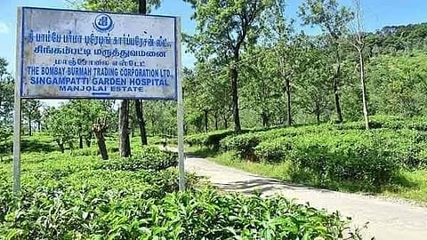 மாஞ்சேலை