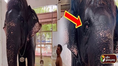 தெய்வானை யானை