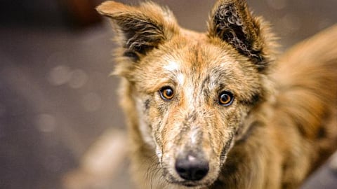மேற்கு வங்காளம்