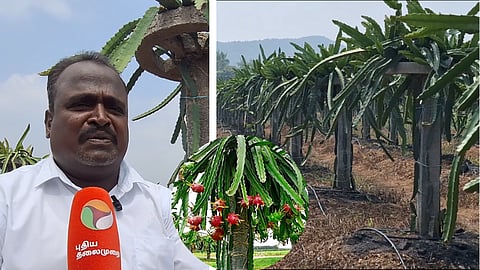 திருவண்ணாமலை: டிராகன் பழ விவசாயம்