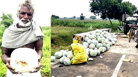 வேதனையில் பூசணி விவசாயிகள்