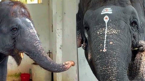 தெய்வானை யானை