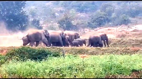 காட்டு யானை கூட்டம்