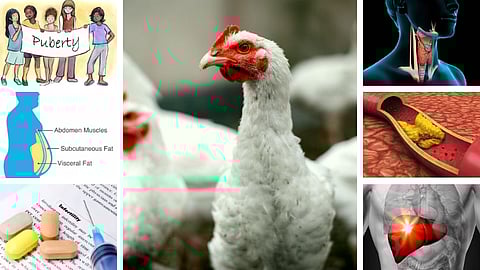 பிராய்லர் கோழி