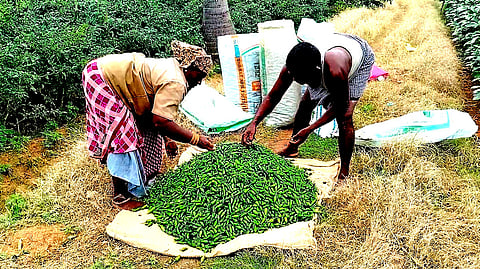 பச்சை மிளகாய் விவசாயிகள் கண்ணீர்