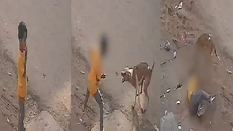 சிறுவனை கடித்த நாய்