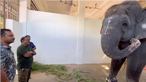 தெய்வானை யானையை பரிசோதித்த மருத்துவர்கள்