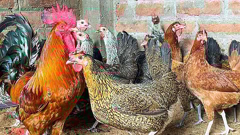 நாட்டுக்கோழிகள்