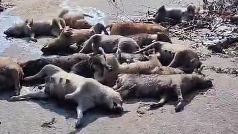 சாலையோரம் சடலமாக கிடந்த நாய்கள்