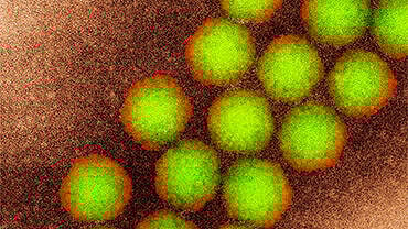 போலியோ வைரஸ்