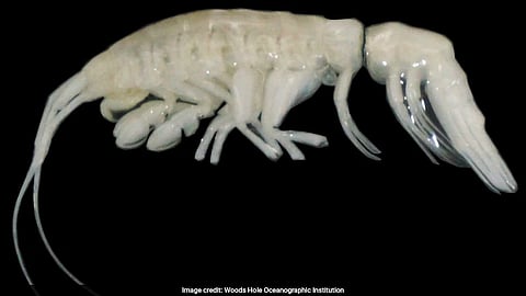 Dulcibella camanchaca