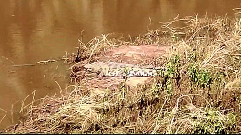 முதலைகள் நடமாட்டம்