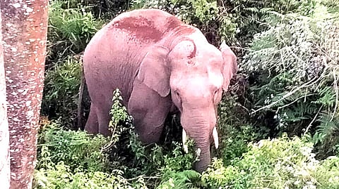 புல்லட் காட்டு யானை