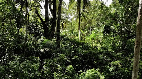 வனப்பகுதி