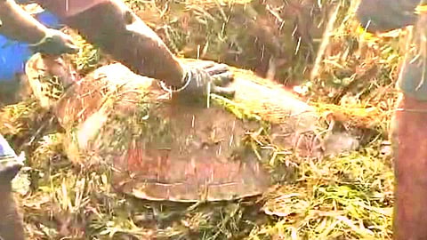 அறிய வகை கடல் ஆமை